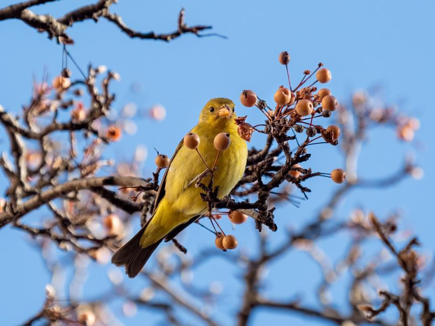 Western Tanager jigsaw puzzle
