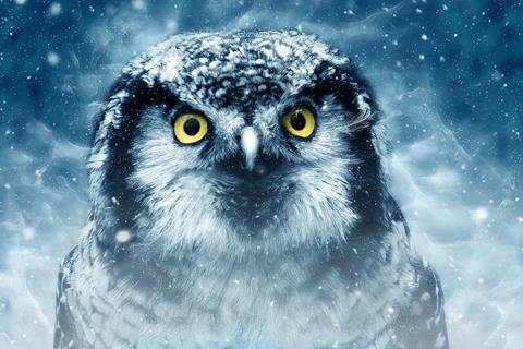 White Owl jigsaw puzzle