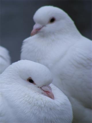 White Doves jigsaw puzzle