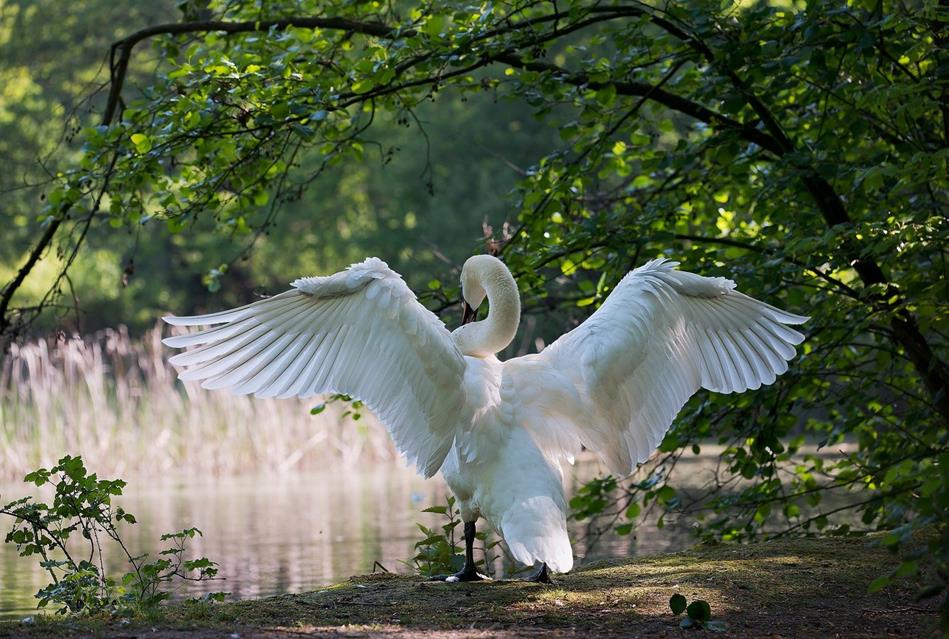 White Swan By The River jigsaw puzzle