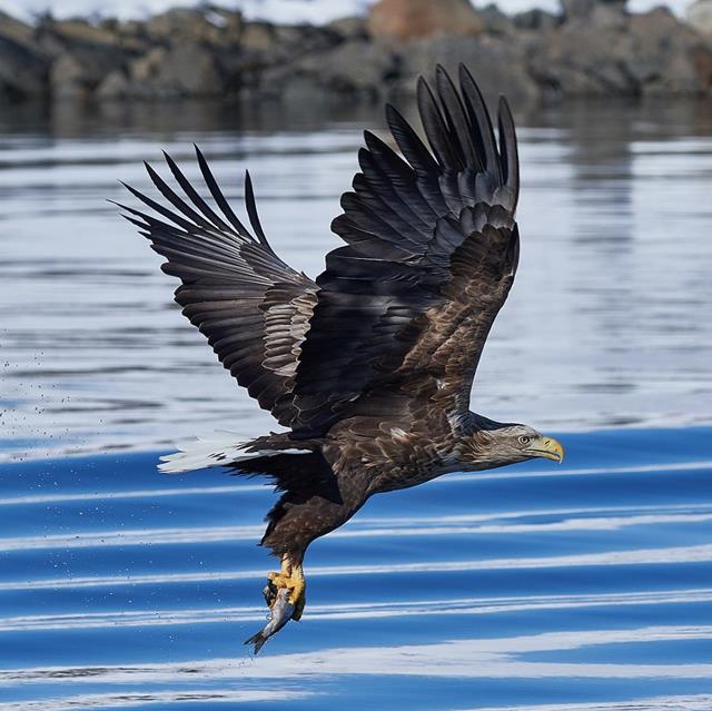 White Tailed Eagle jigsaw puzzle
