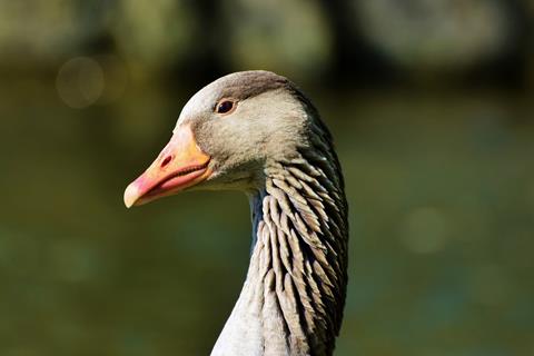 Wild Goose jigsaw puzzle