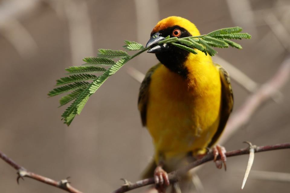 Yellow Bird Carrying Leaves jigsaw puzzle