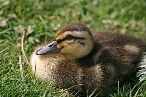 Yellow Brown Duck jigsaw puzzle