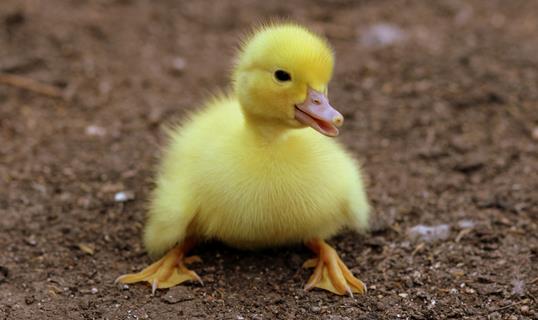 Yellow Fluffy Duckling jigsaw puzzle