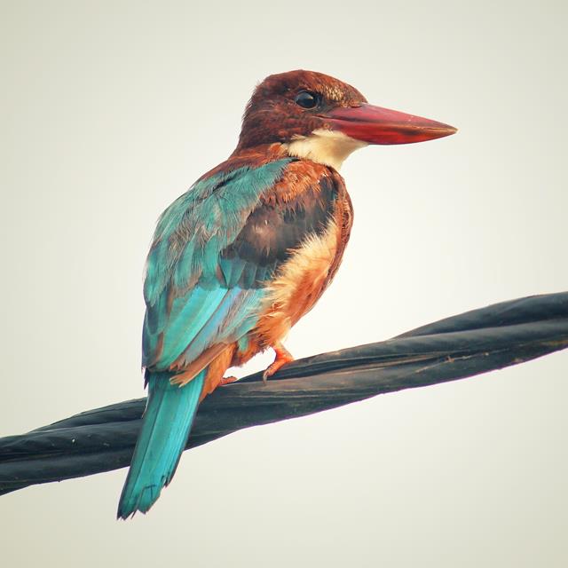 Bird Avian Beak jigsaw puzzle