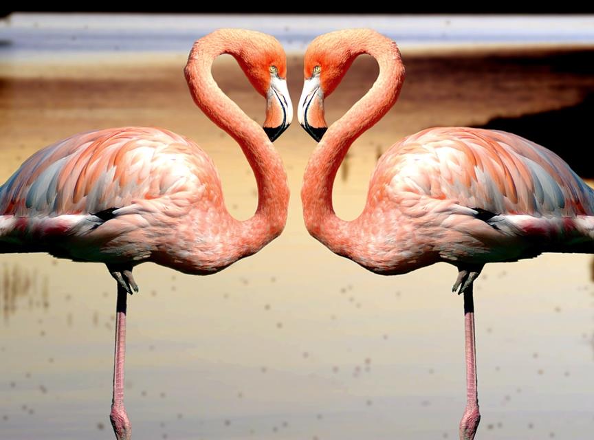 Flamingos jigsaw puzzle