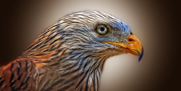 Red Kite Bird Of Prey Milan Raptor jigsaw puzzle