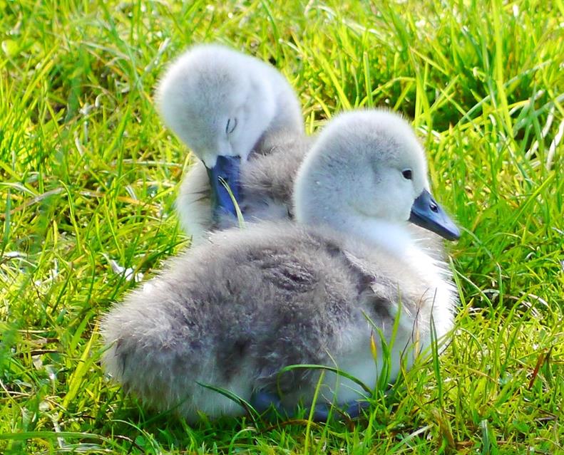Cygnets jigsaw puzzle