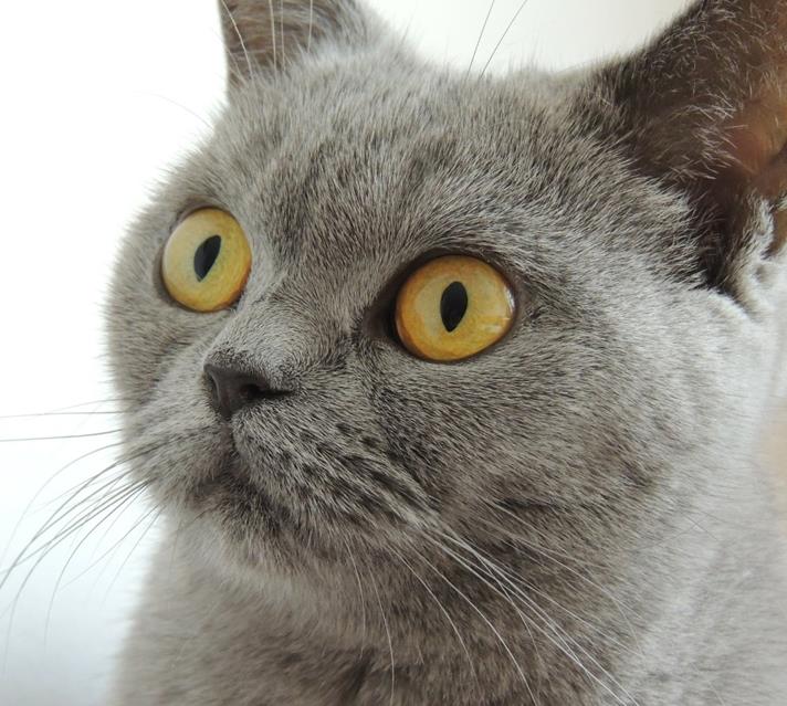 Big Eyed Cat jigsaw puzzle