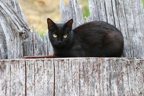 Black Cat Watching jigsaw puzzle