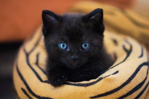 Blue Eyes Black Cat jigsaw puzzle