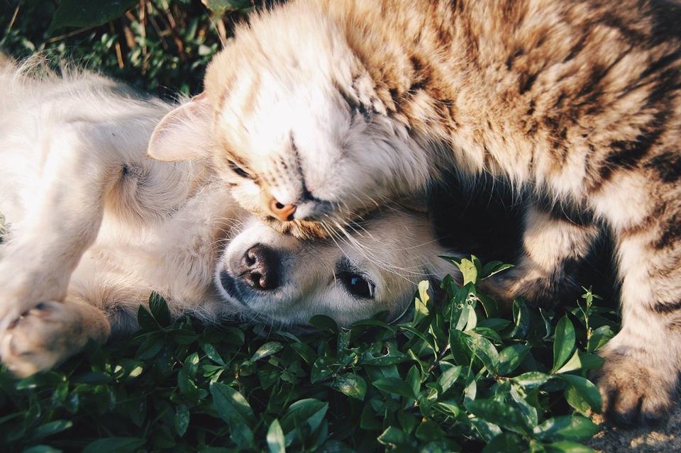 Cat And Dog Cuddling jigsaw puzzle