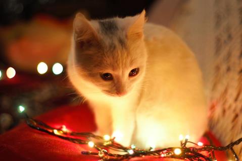 A Christmas Cat jigsaw puzzle