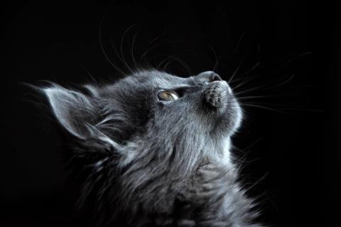 Cat Looking Up jigsaw puzzle