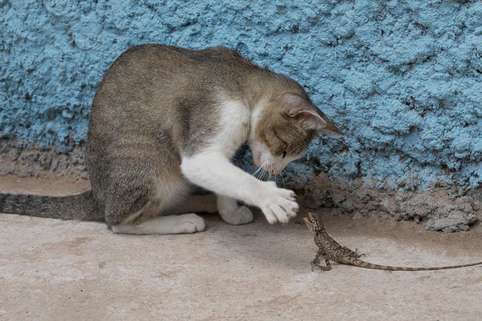 Cat Playing With A Lizard jigsaw puzzle