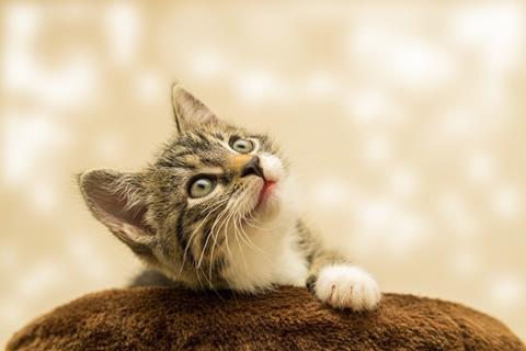 Cat Starring The Sky jigsaw puzzle