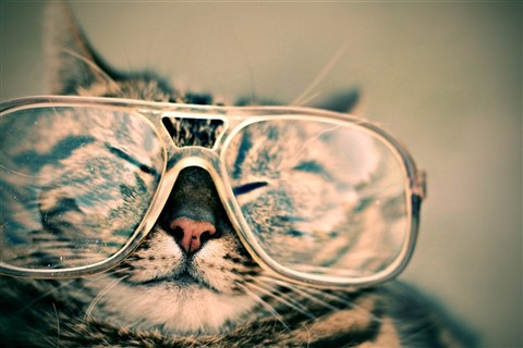 Cat Wearing Glasses jigsaw puzzle
