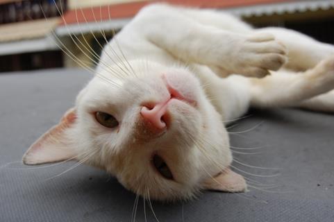 Upside Down Cat jigsaw puzzle