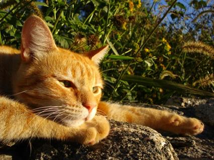 Orange Relaxing Cat jigsaw puzzle