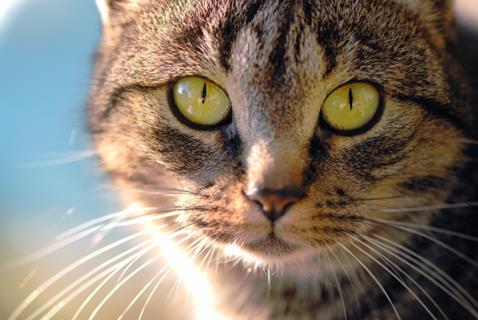 Fearsome Cat jigsaw puzzle
