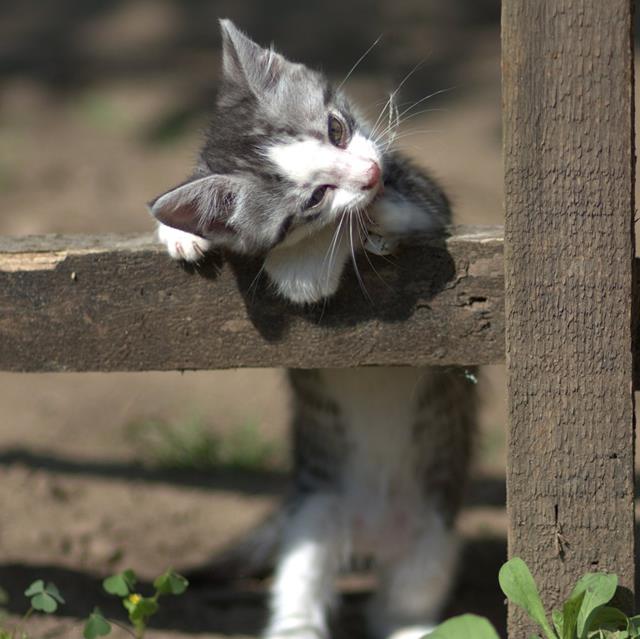 Curious Cat jigsaw puzzle