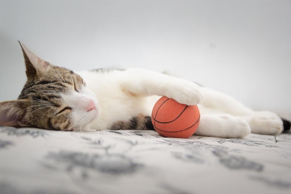 Dreaming Of Basketball jigsaw puzzle