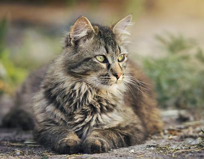 Fluffy Cat jigsaw puzzle