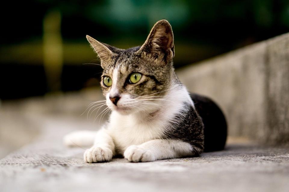 Green Eyes Cat jigsaw puzzle