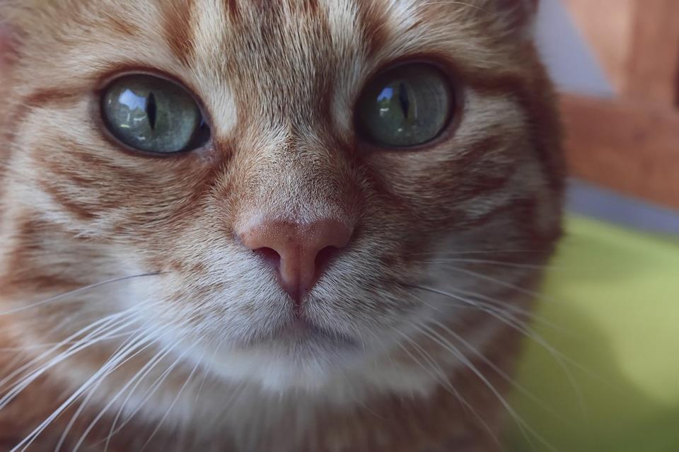 Green Eyes Cat Closeup jigsaw puzzle