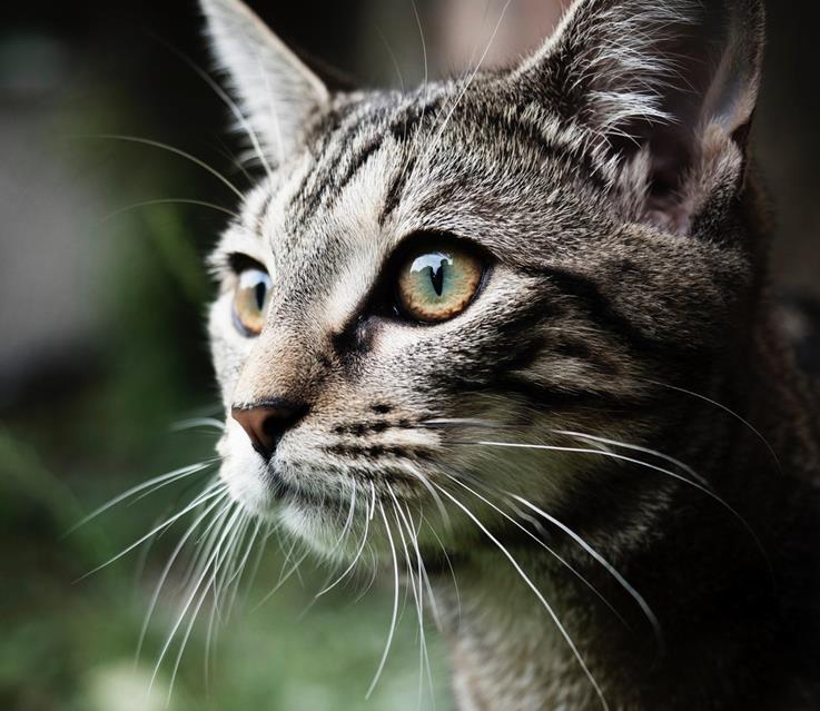 Grey Cat Close Up jigsaw puzzle