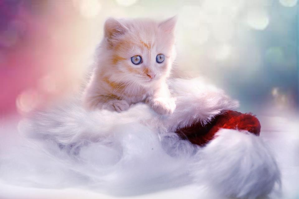 Kitten On Santas Hat jigsaw puzzle
