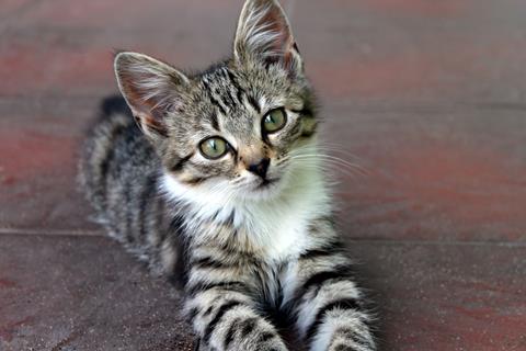 Kitten jigsaw puzzle