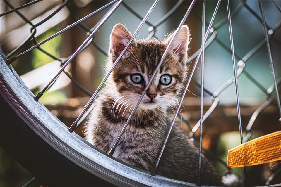 Kitten behind wheel jigsaw puzzle