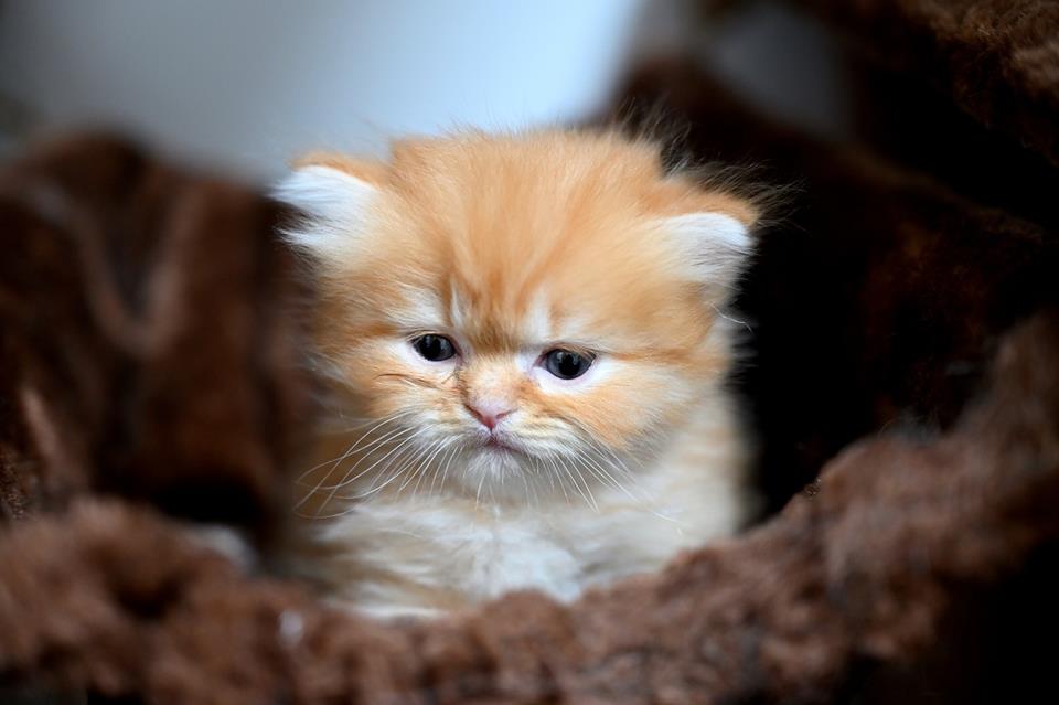 Kitty Cat Why Are You So Sad jigsaw puzzle