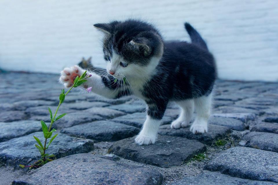 Kitty Playing With Flower jigsaw puzzle