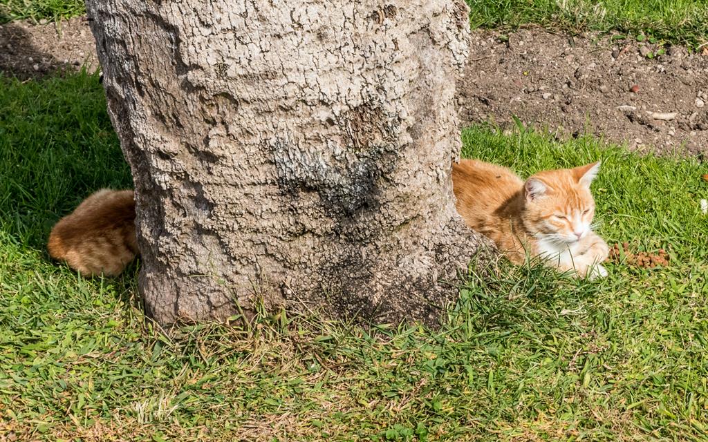 Long Body Cat jigsaw puzzle