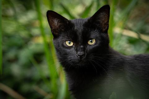 The Black Cat jigsaw puzzle