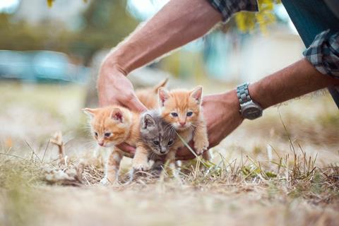 Three Little Kittens jigsaw puzzle