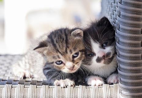 Two Sleepy Kittens jigsaw puzzle