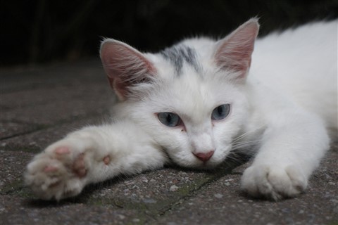 White cat relaxing jigsaw puzzle