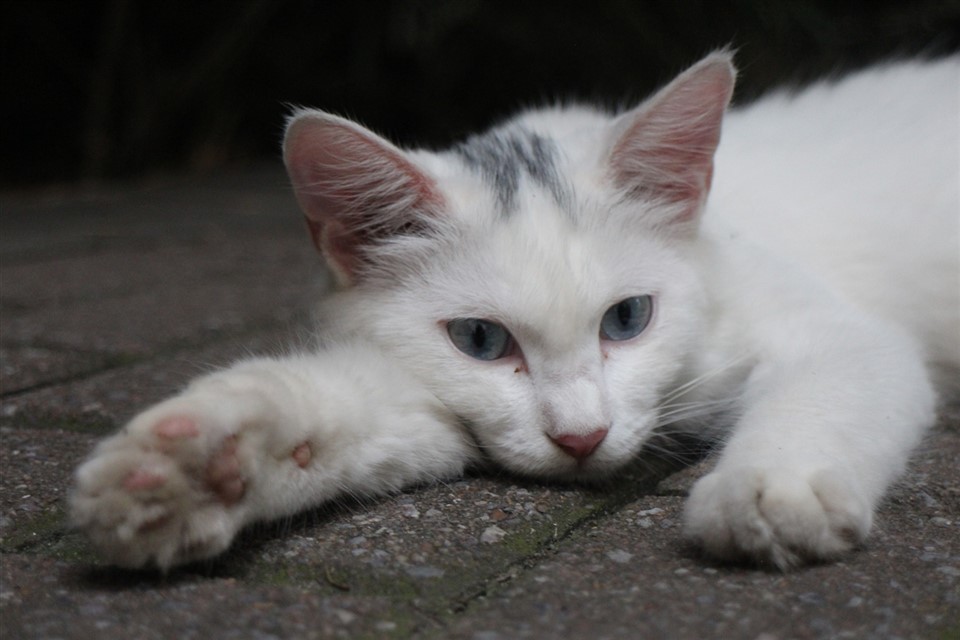 White cat relaxing jigsaw puzzle