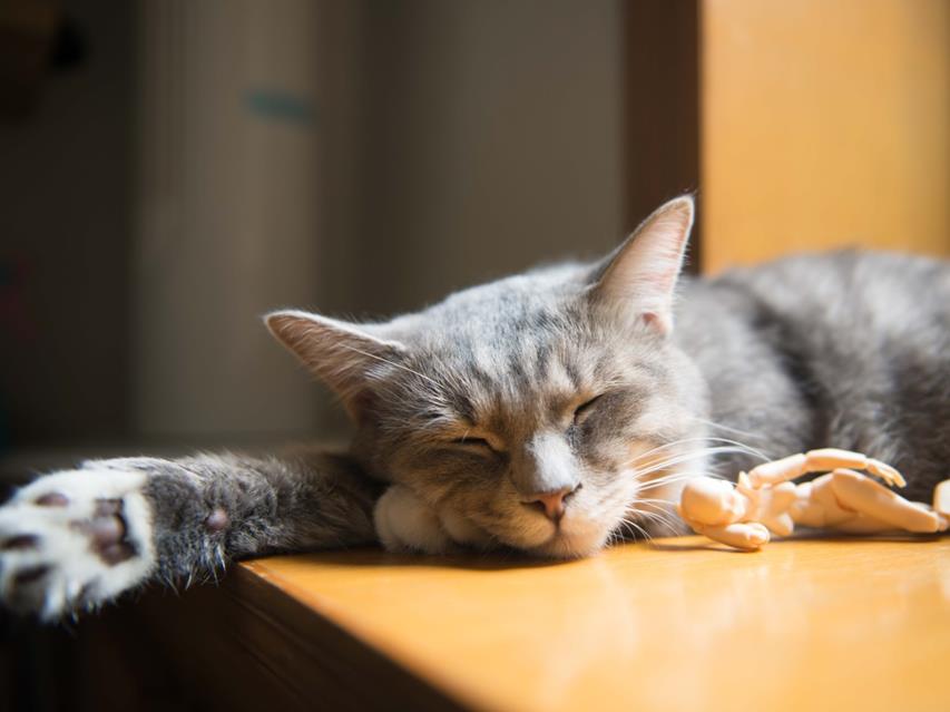 Adorable Animal Baby Cat jigsaw puzzle