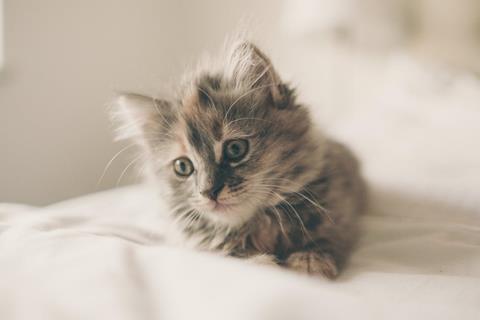 Kitten in a bed jigsaw puzzle