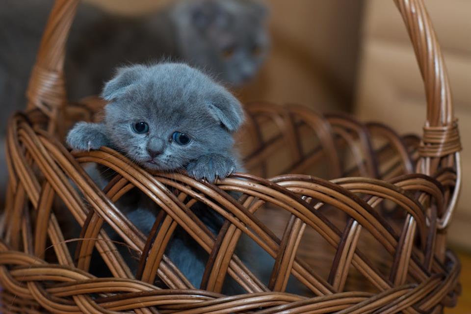 Kitten In The Basket jigsaw puzzle