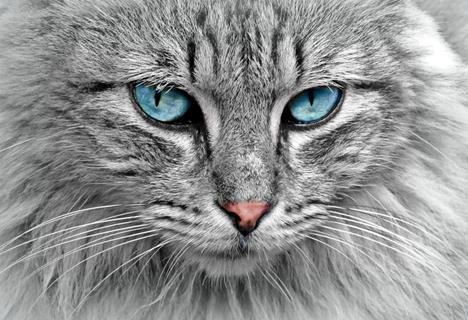 Blue Eyes White Cat jigsaw puzzle