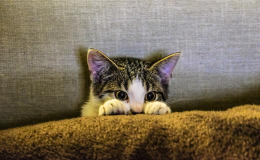 Cat In The Couch jigsaw puzzle
