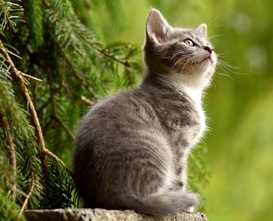 Cat Looking Up jigsaw puzzle