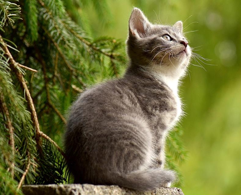 Cat Looking Up jigsaw puzzle