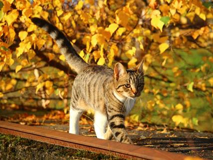 Cat On The Wall jigsaw puzzle